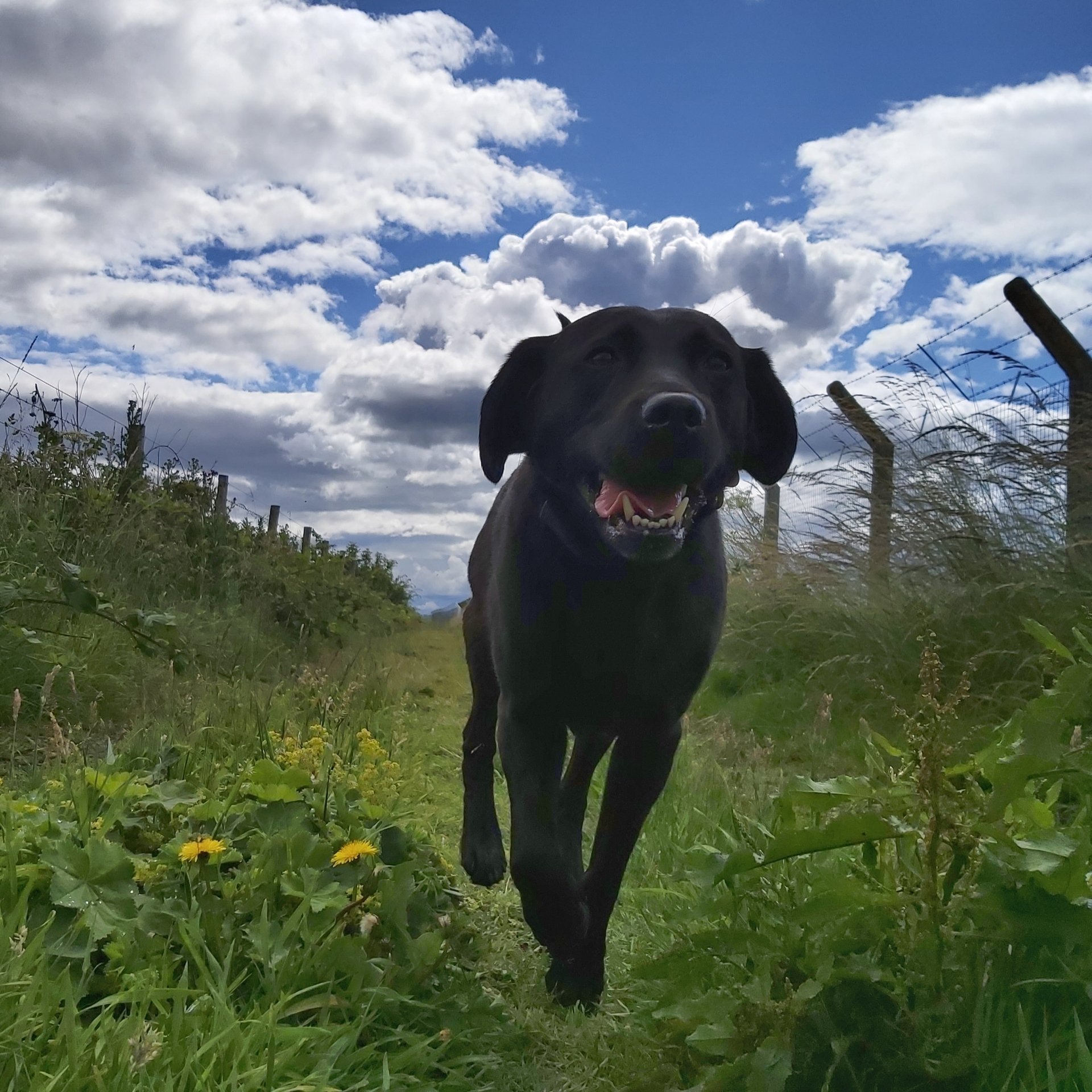 Contact us│Blue Lead Dog Walking & Grooming