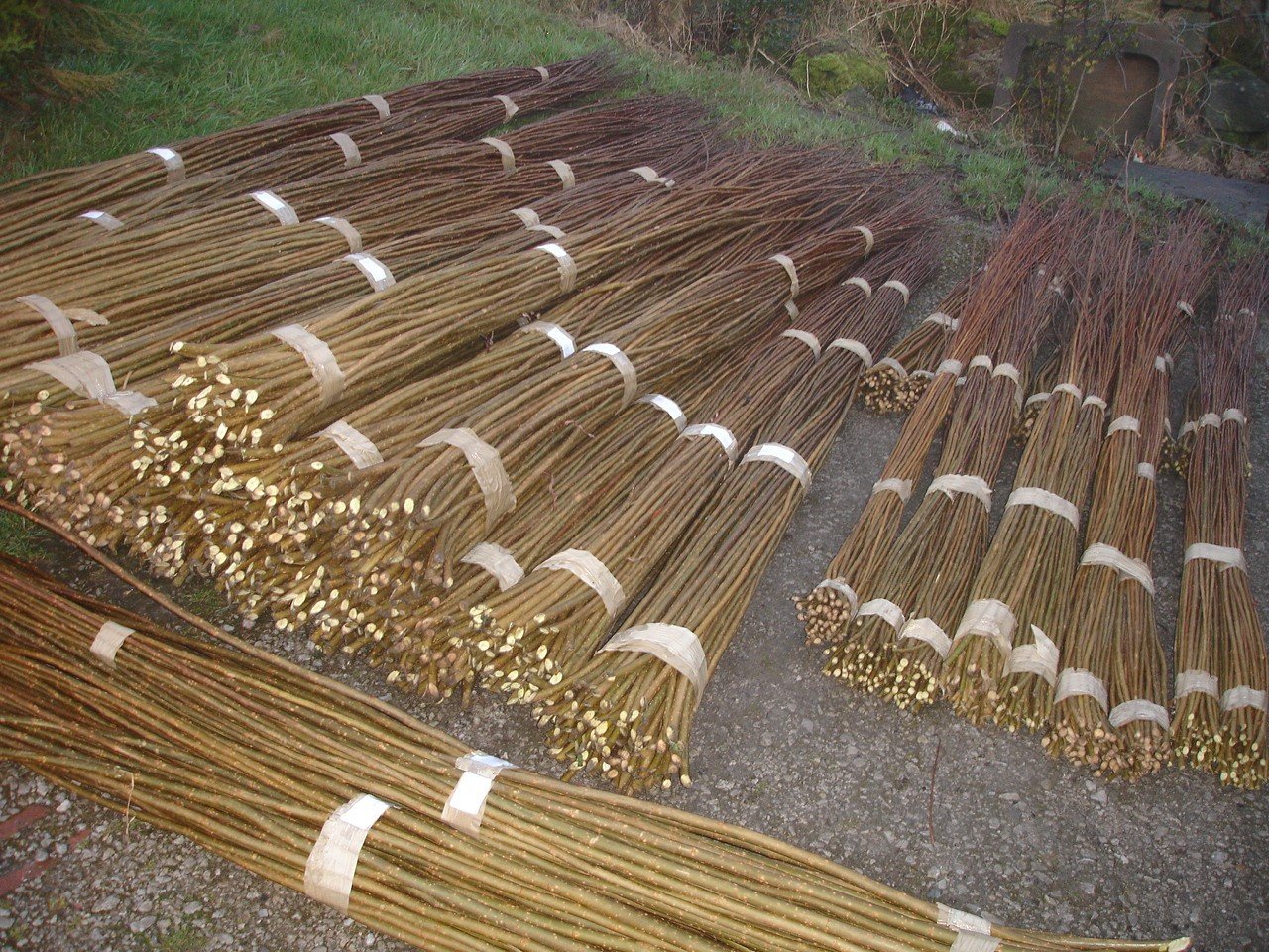 Sale of Willow Cuttings Willow Rods and Living Willow Structures