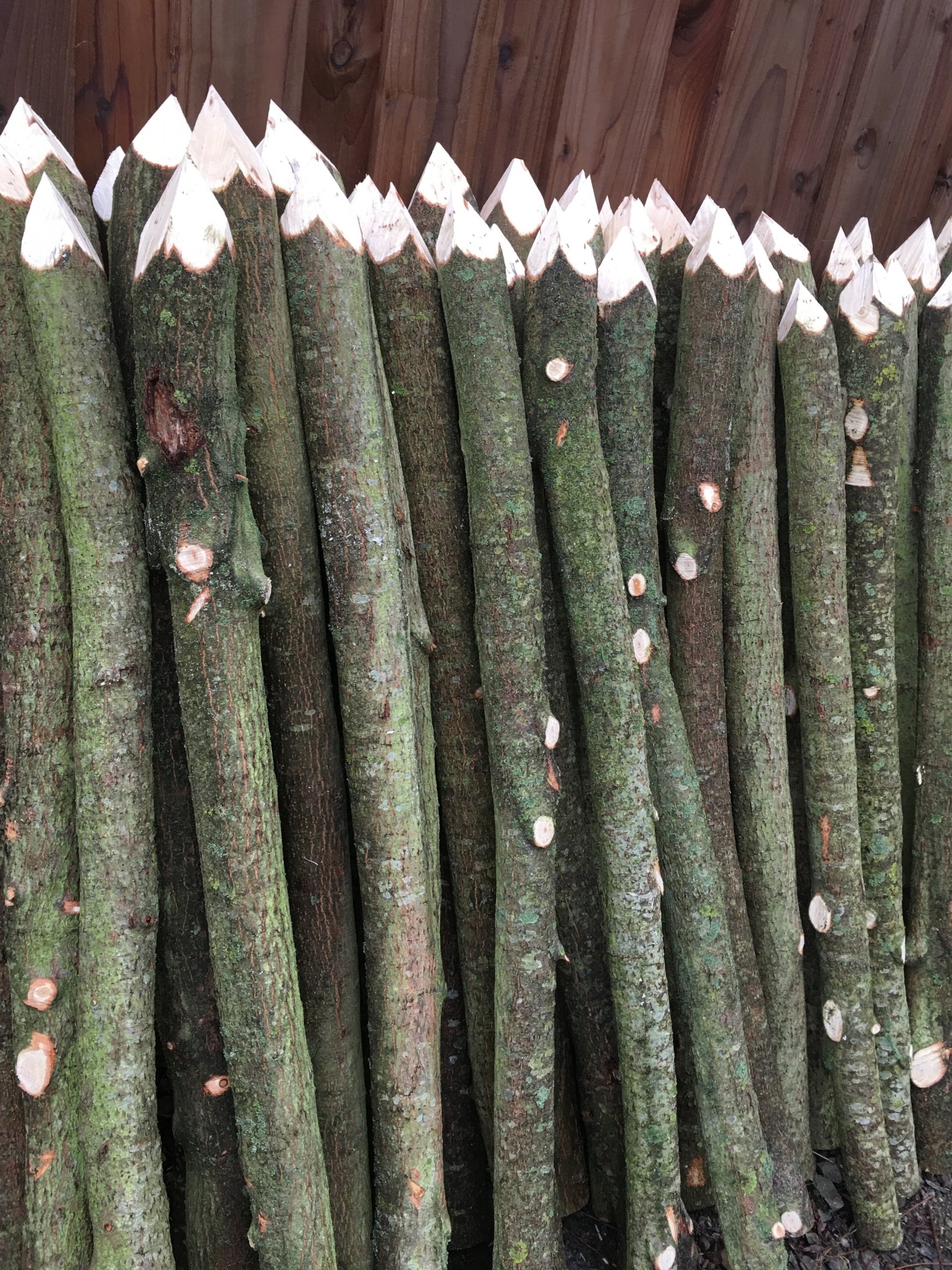 Willow for Sale, Willow Rods, Whips, Withies , Sticks