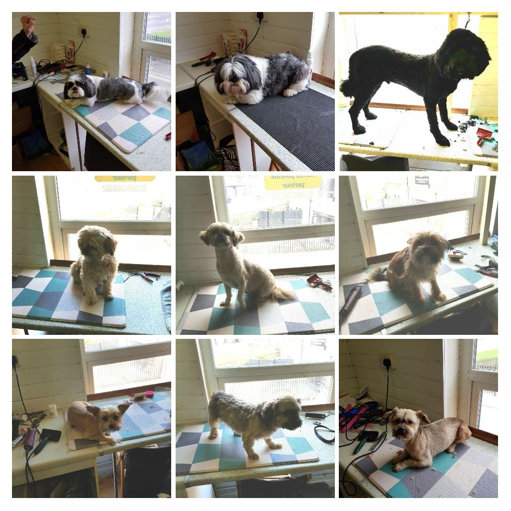 Home [scoobydoodoggroomers.co.uk]