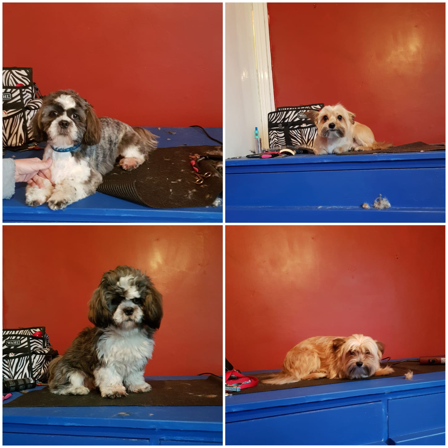 Home [scoobydoodoggroomers.co.uk]