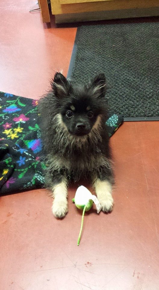 Gallery Damariscotta Veterinary Clinic, Damariscotta, ME