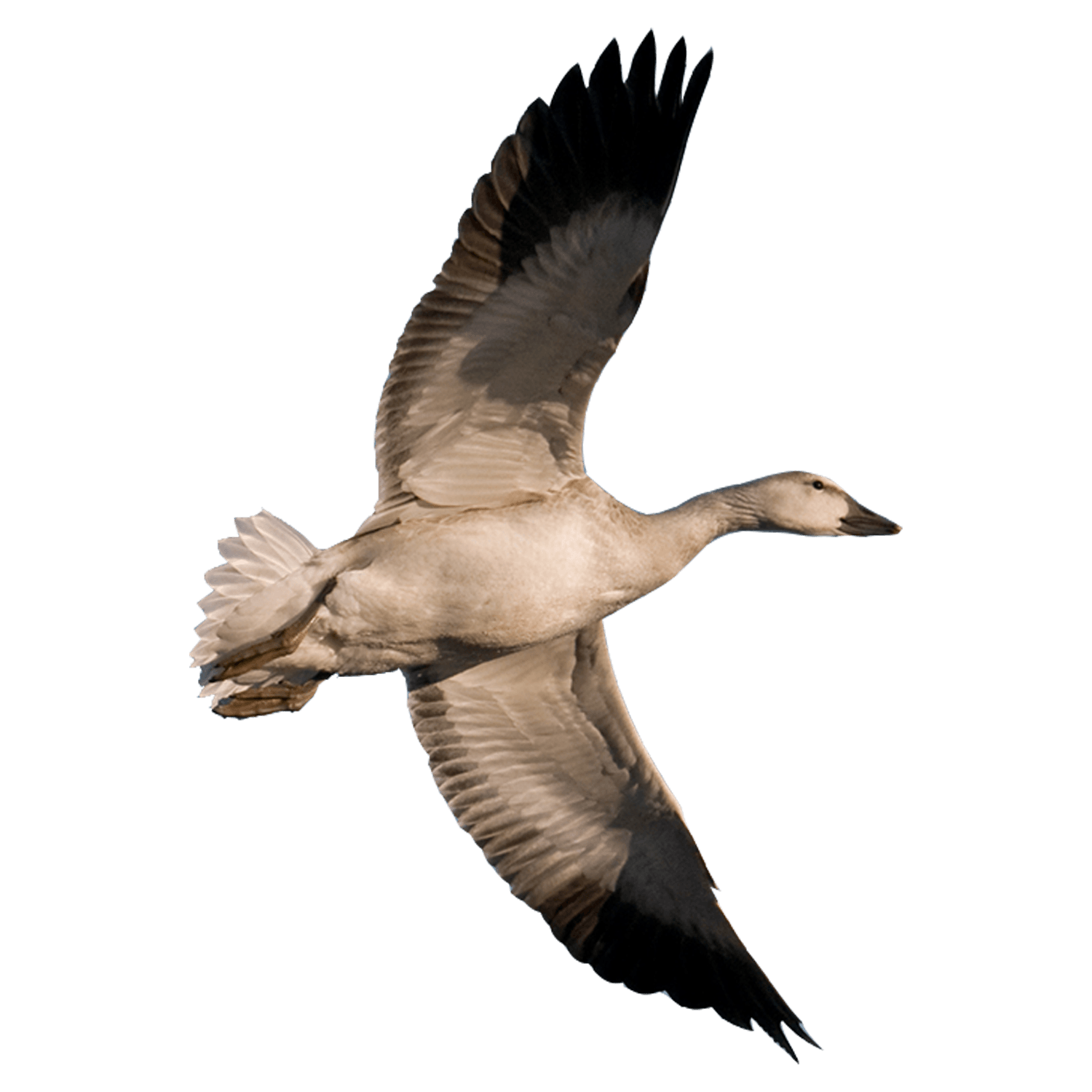 Snow Goose Hunting Guides Missouri MO And Beyond