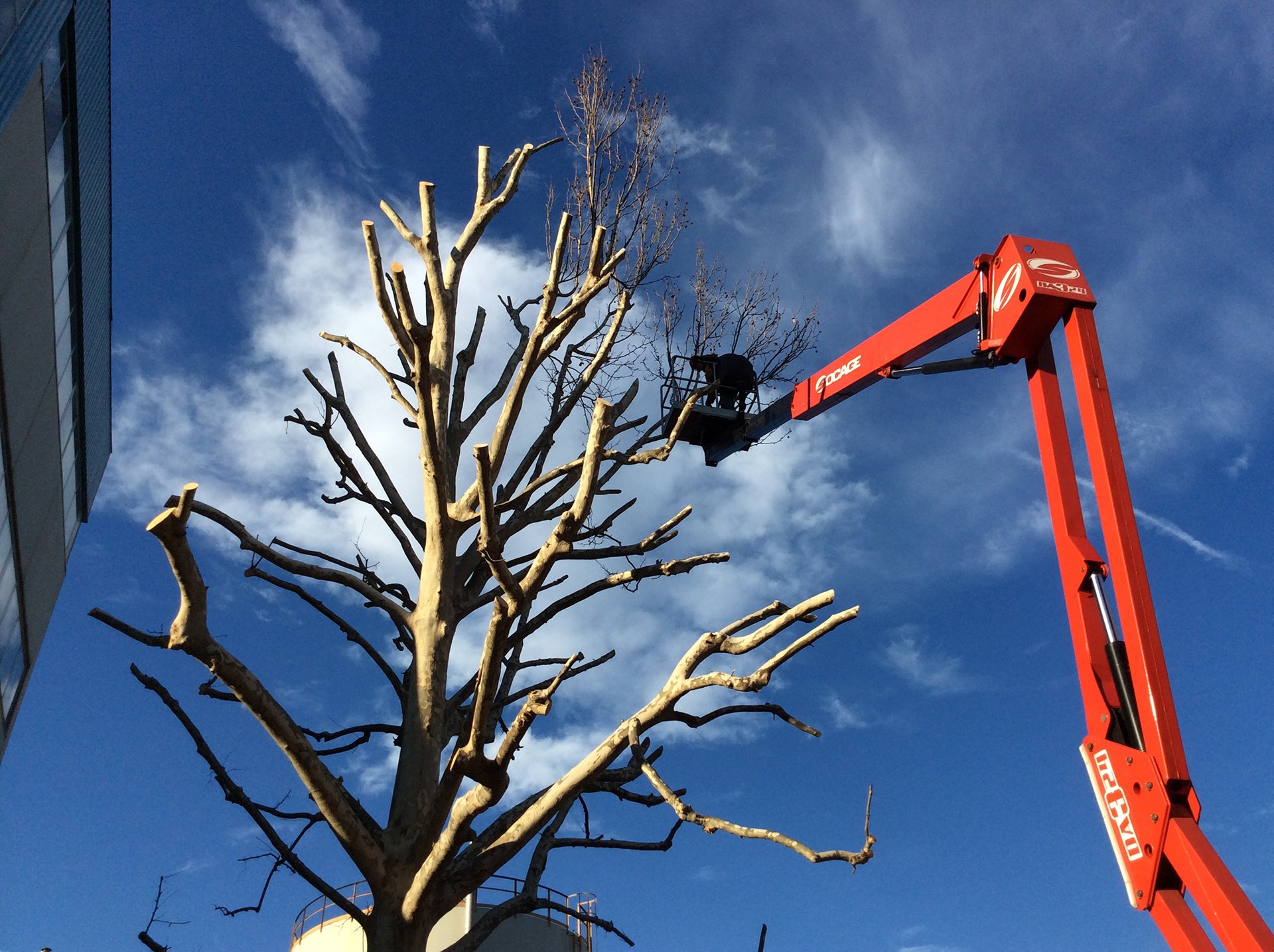 Potatura alberi ad alto fusto Novara Spacegarden