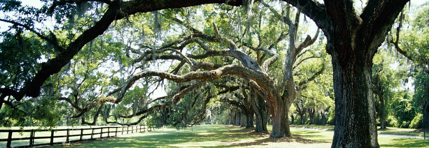 Lawn with trees in need of a quality tree service in Manawatu