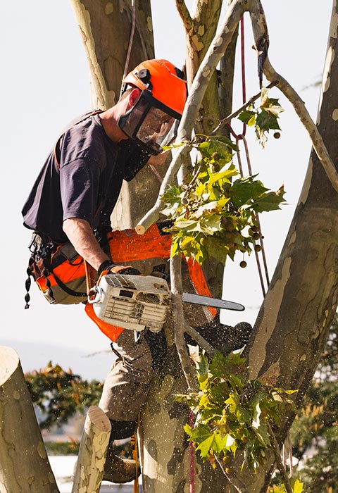 Tree Removal Estimate | Roanoke, VA | Jay's Tree Service