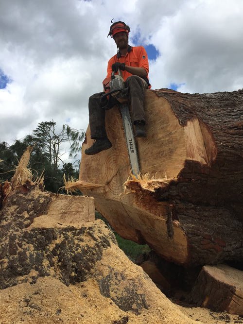 arborist trimming tree