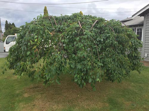 after of pruned cherry tree