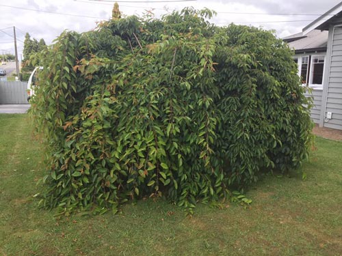 overgrown cherry tree
