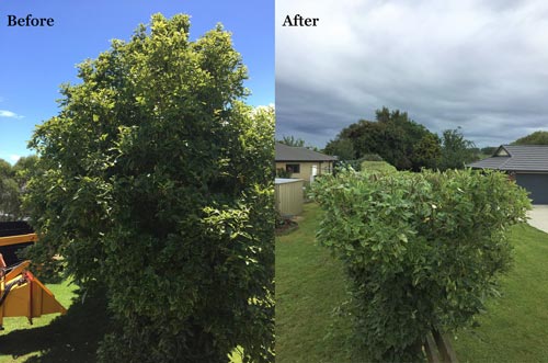before and after of hedge trimming