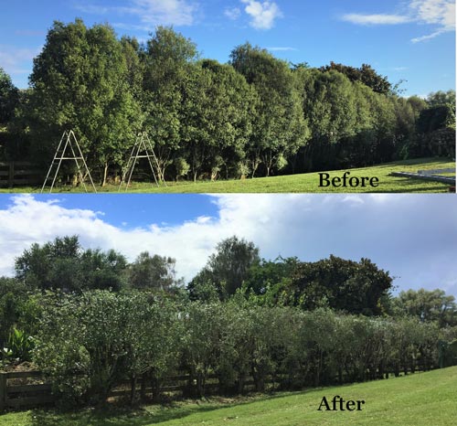 before and after of tree