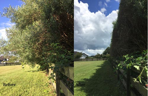 before and after of hedge