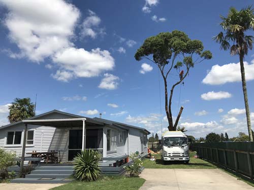 trimmed tree behind house