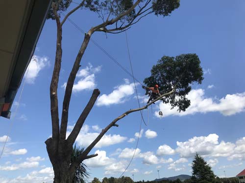 tree being pruned