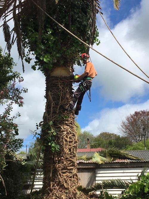 arborist up in tree