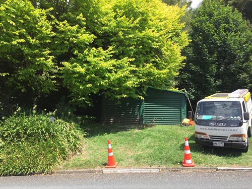 shed with overgrown trees around it