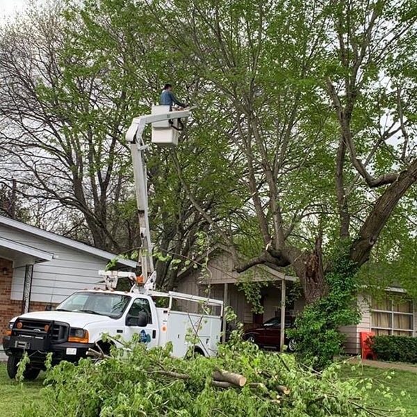 Expert Tree Trimming Services DLC Tree Service Decatur, AL
