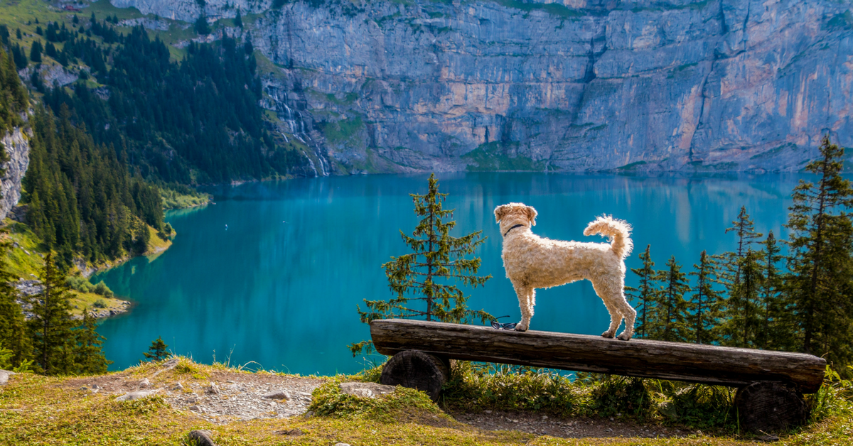 Peaceful Pets by Schepp Family Funeral Homes