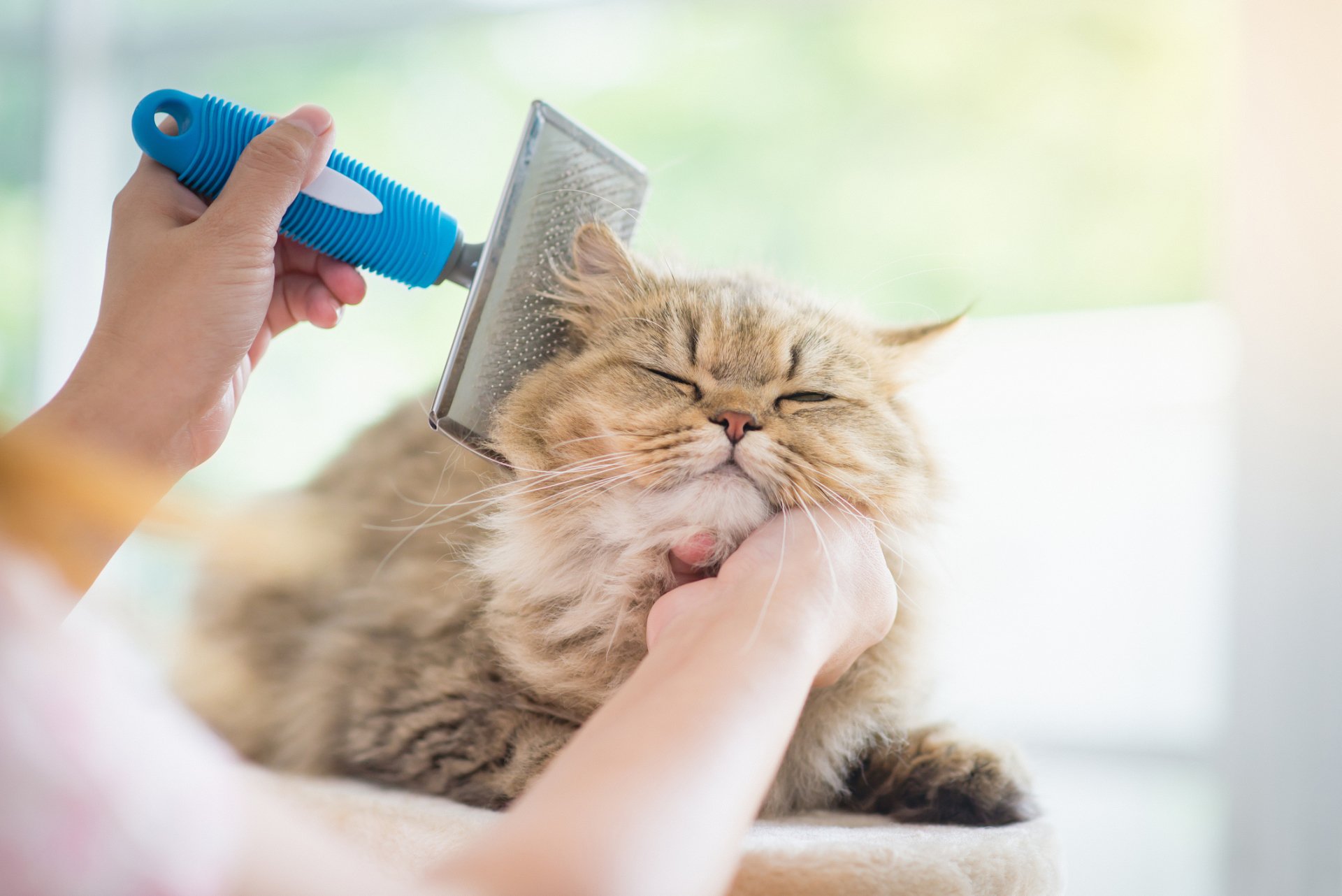 Caring For Your Long Haired Cat