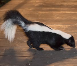 Skunk Removal & Skunk Pest Control | Los Angeles, Orange County, San