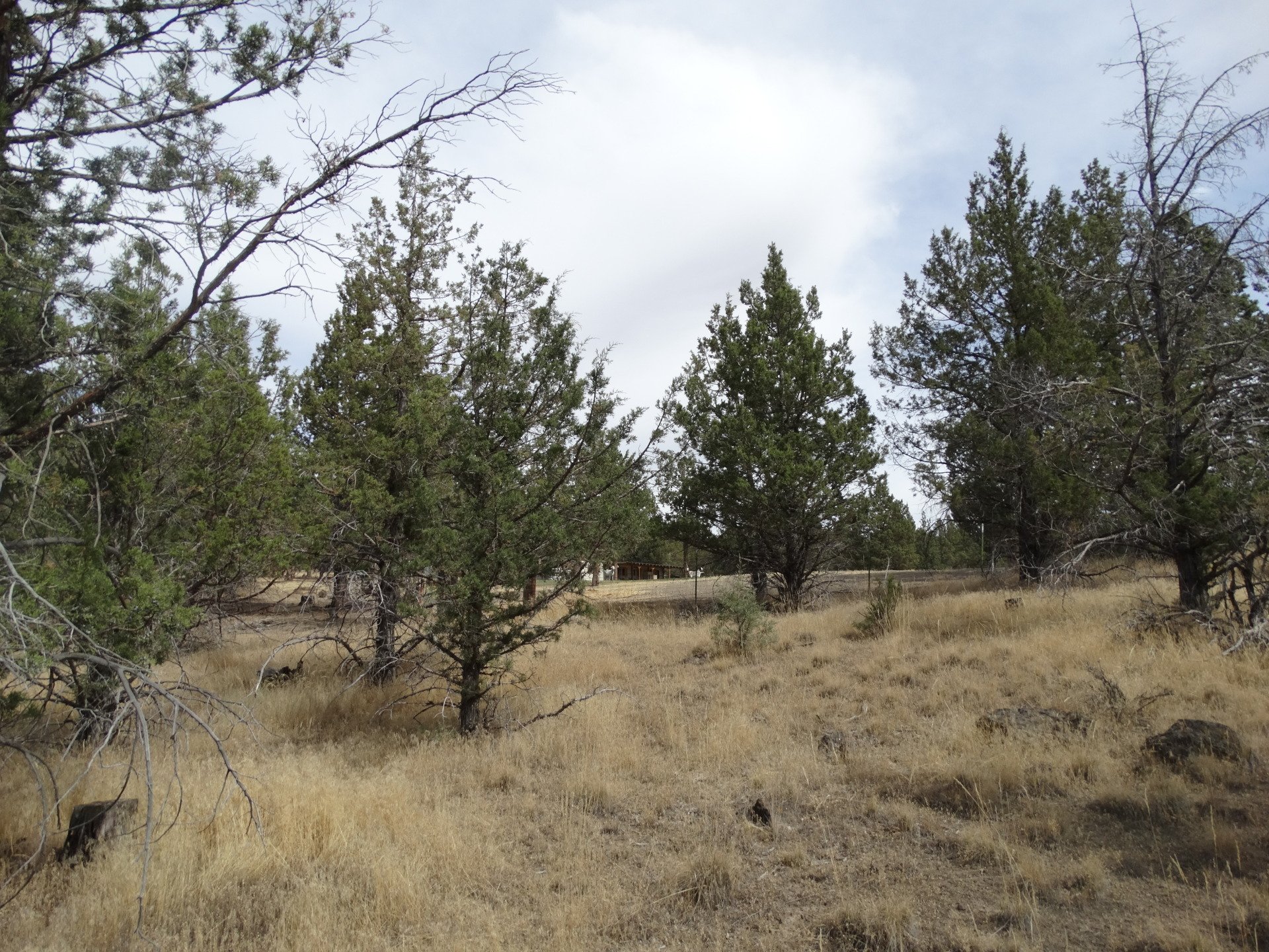 Rural Land for Sale Undeveloped Property Modoc Recreational Estates
