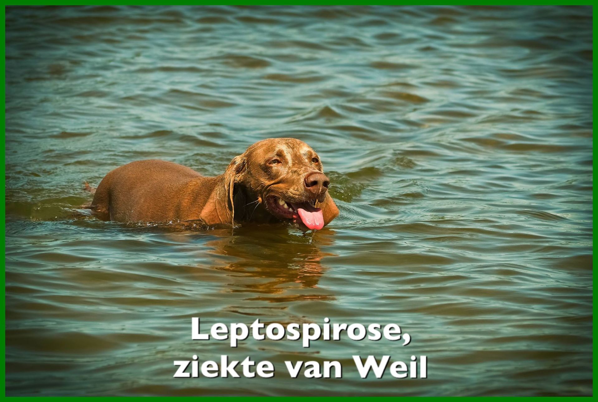 LEPTOSPIROSE, ziekte van Weil