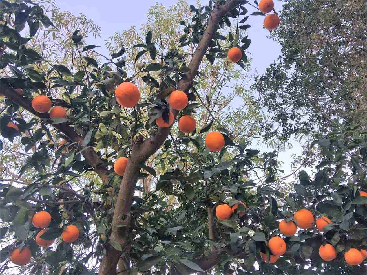 How we saved our oranges from splitting open before ripening and you