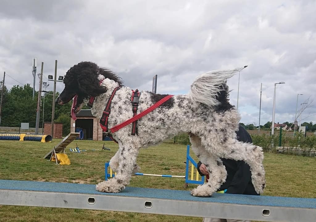 Gallery Wagtail Walks and Dog Training Ipswich