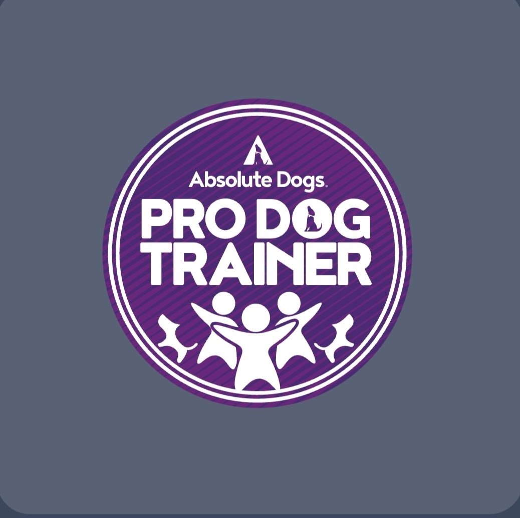 Ipswich dog training, and dog behaviourist. Ipswich dog walking