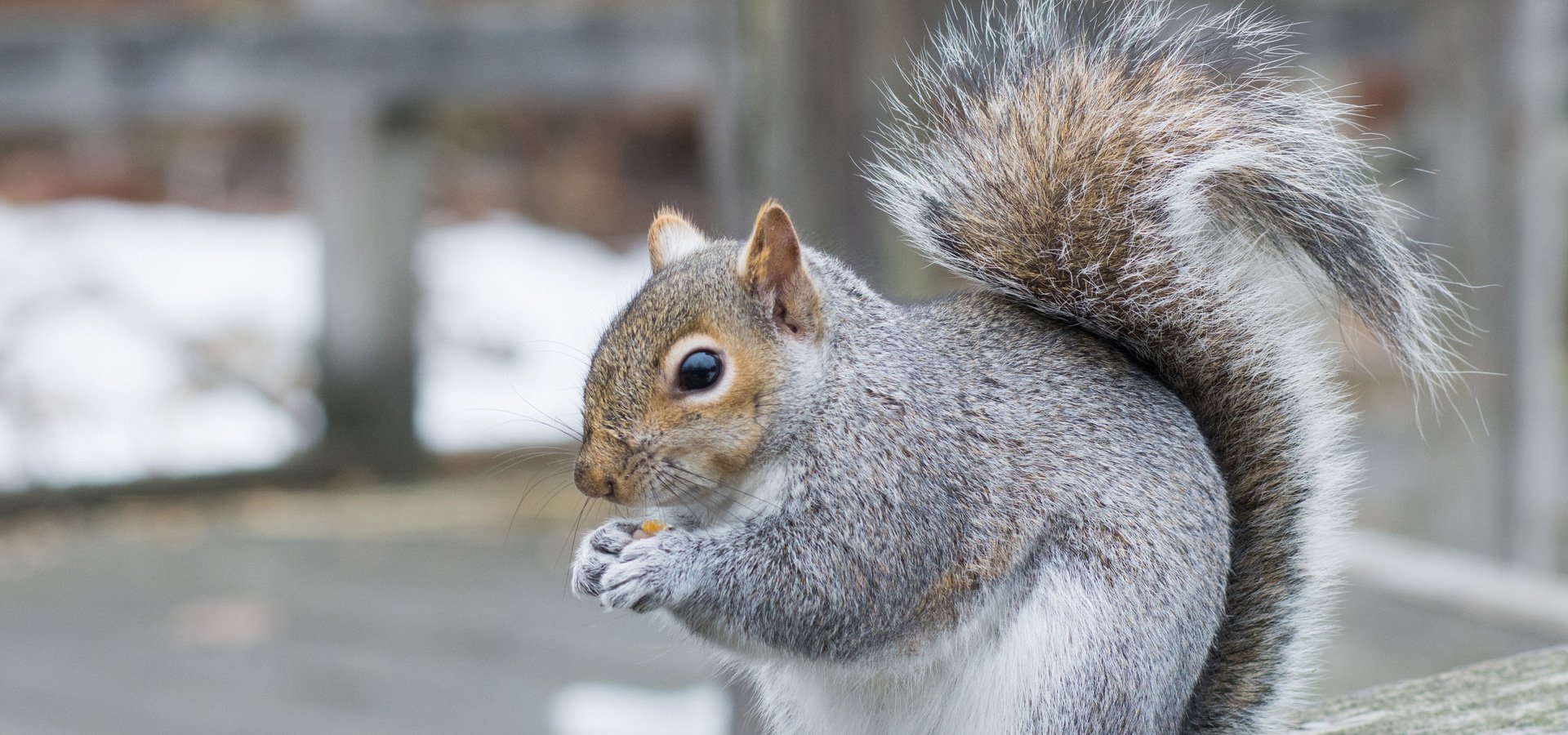 Common Rodents and Vermin Control in Devon