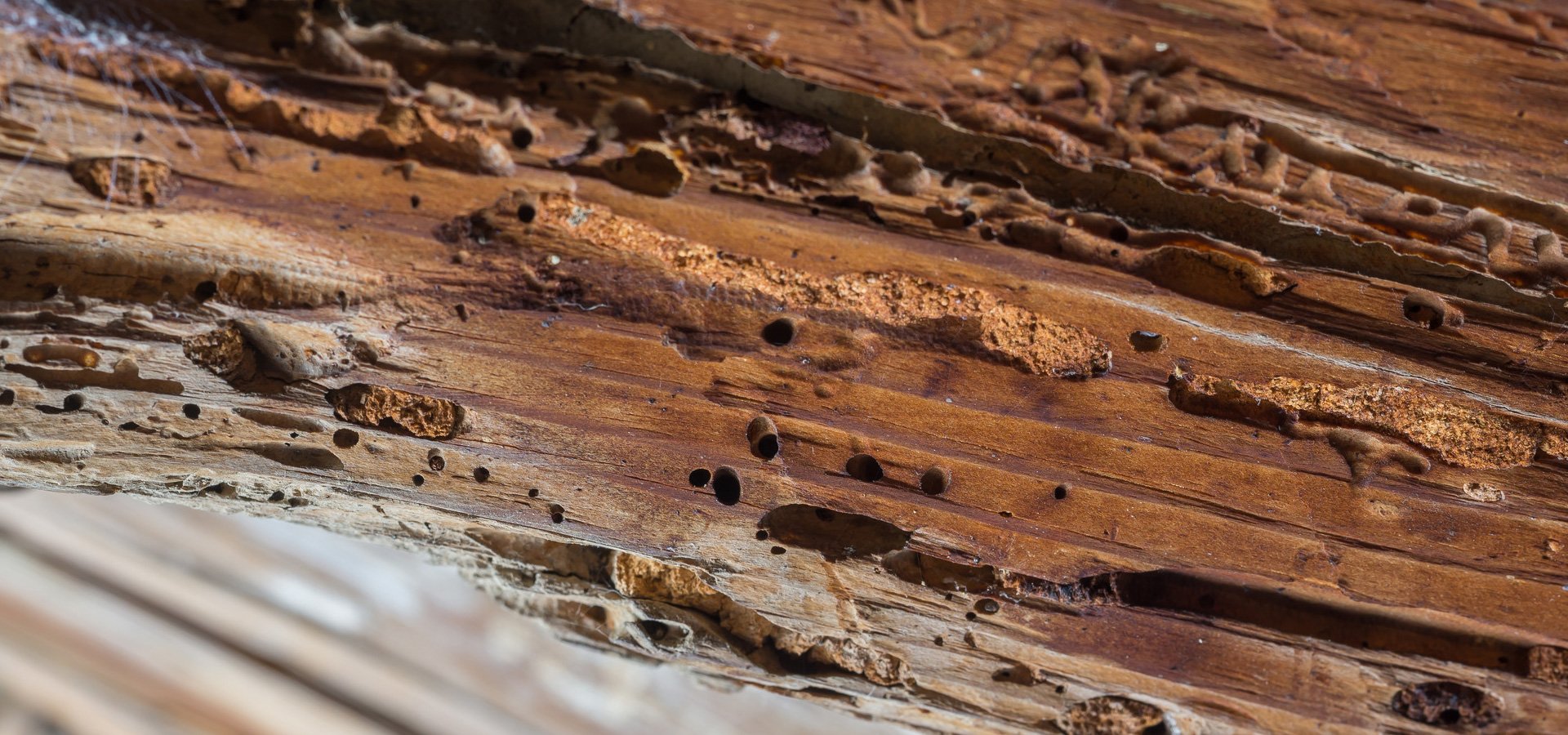 Treating woodworm Devon Pest Control