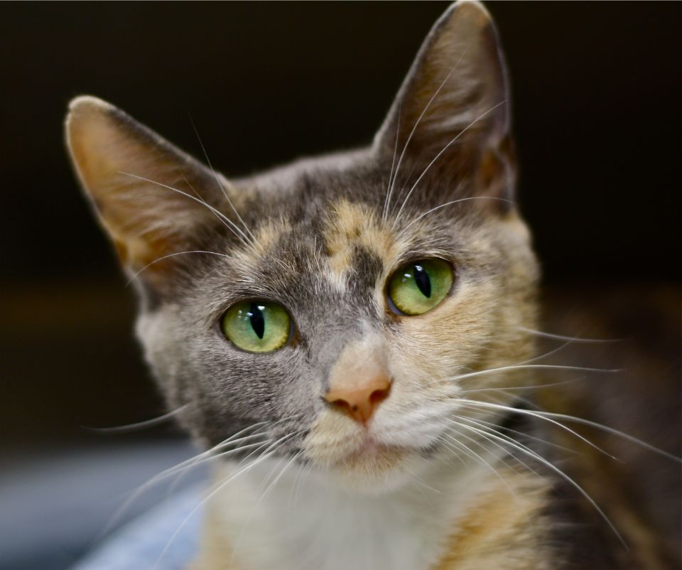 Pet Photo Gallery Mebane, NC Mebane Pet Clinic