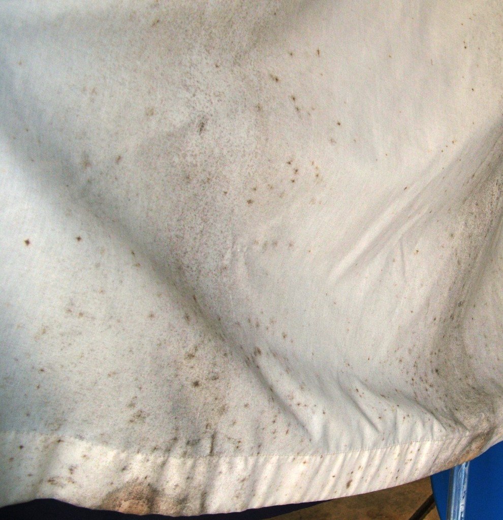 Cleaning of the stains from the carpet