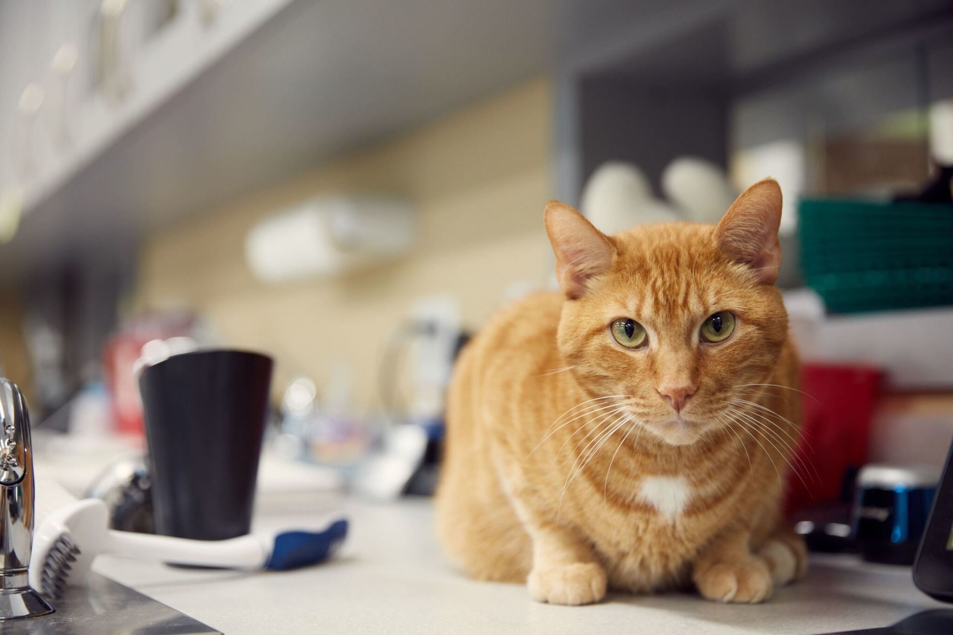 Paws & Claws Animal Hospital Veterinary Clinic Wilmington, NC Pet