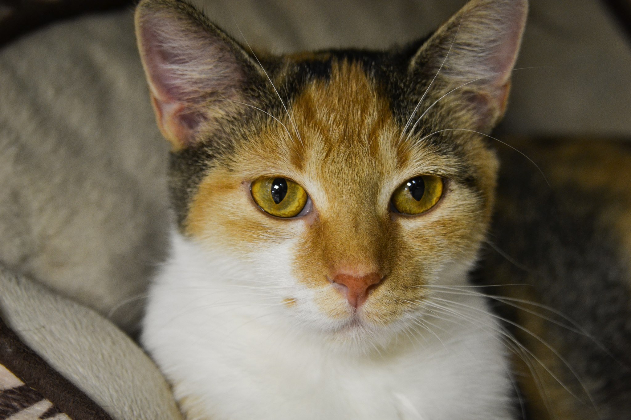 Paws & Claws Animal Hospital Veterinary Clinic Wilmington, NC Pet