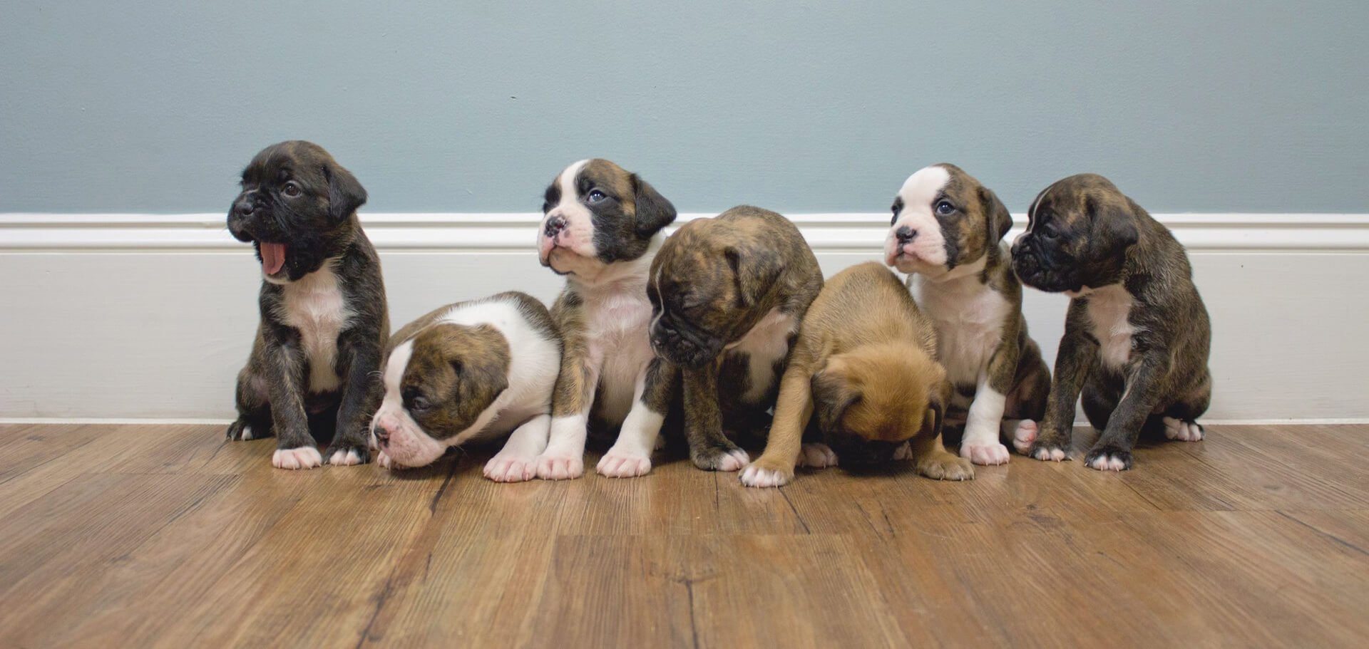 Paws & Claws Animal Hospital Veterinary Clinic Wilmington, NC Pet