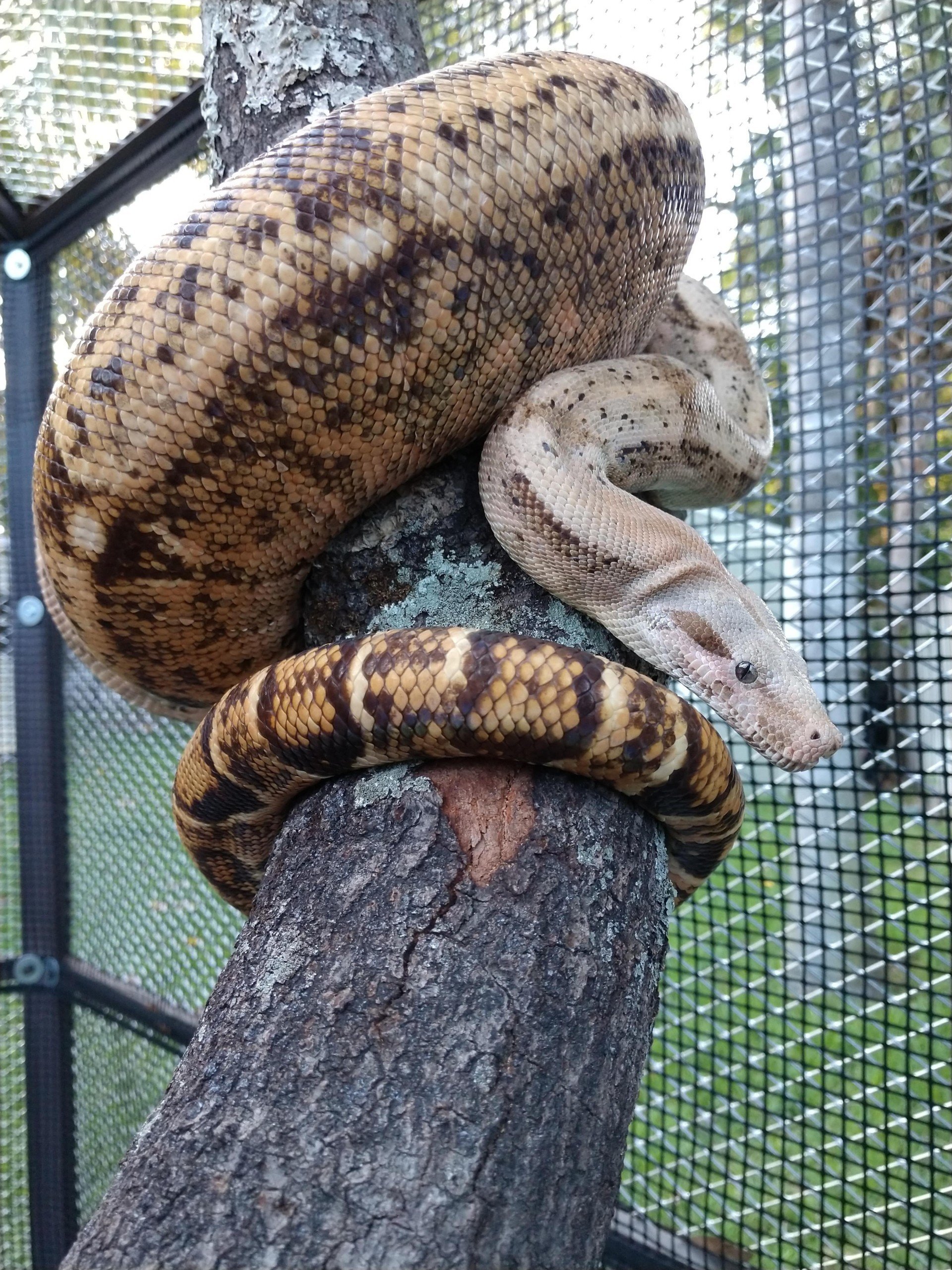 Reptile Boarding Bungalows