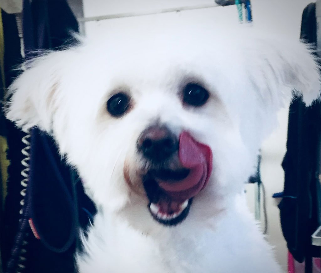 Dog grooming Muttley Makeovers