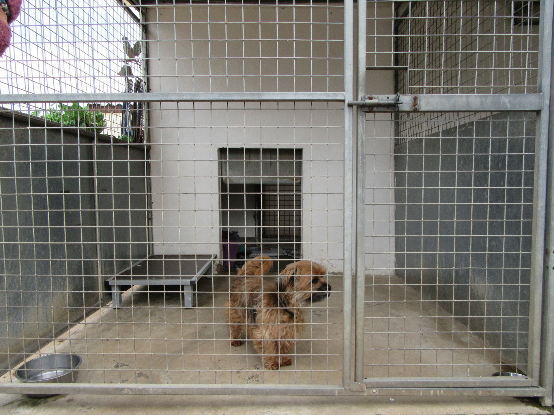 Cottage Kennels and Cattery Gallery Photo's of our facilities