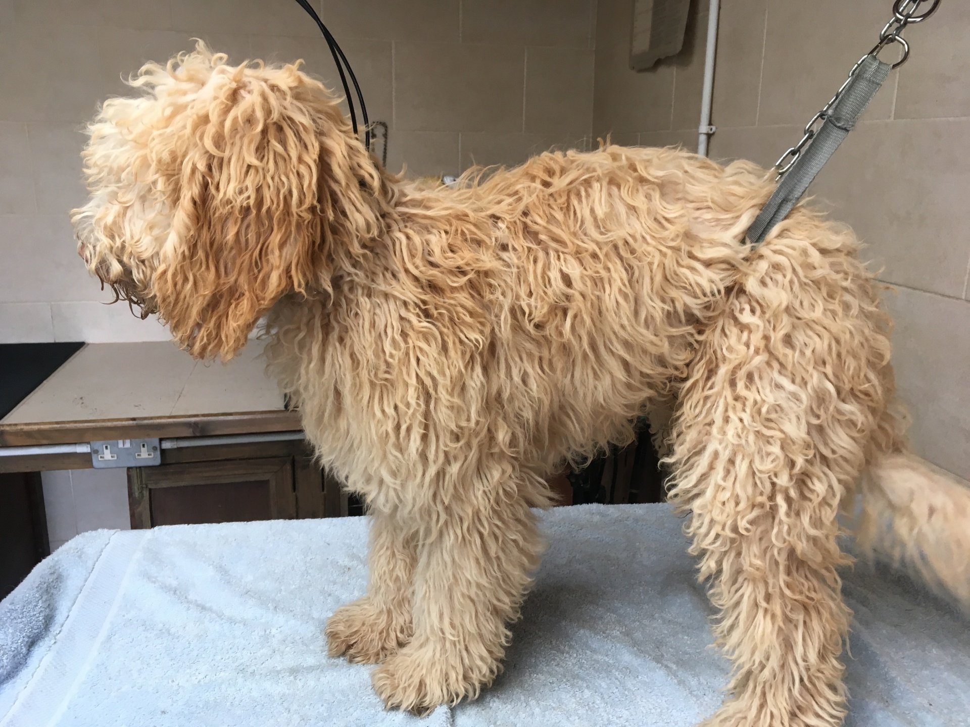 Dog Grooming and Clipping Hambrook Bristol 0117 9571500