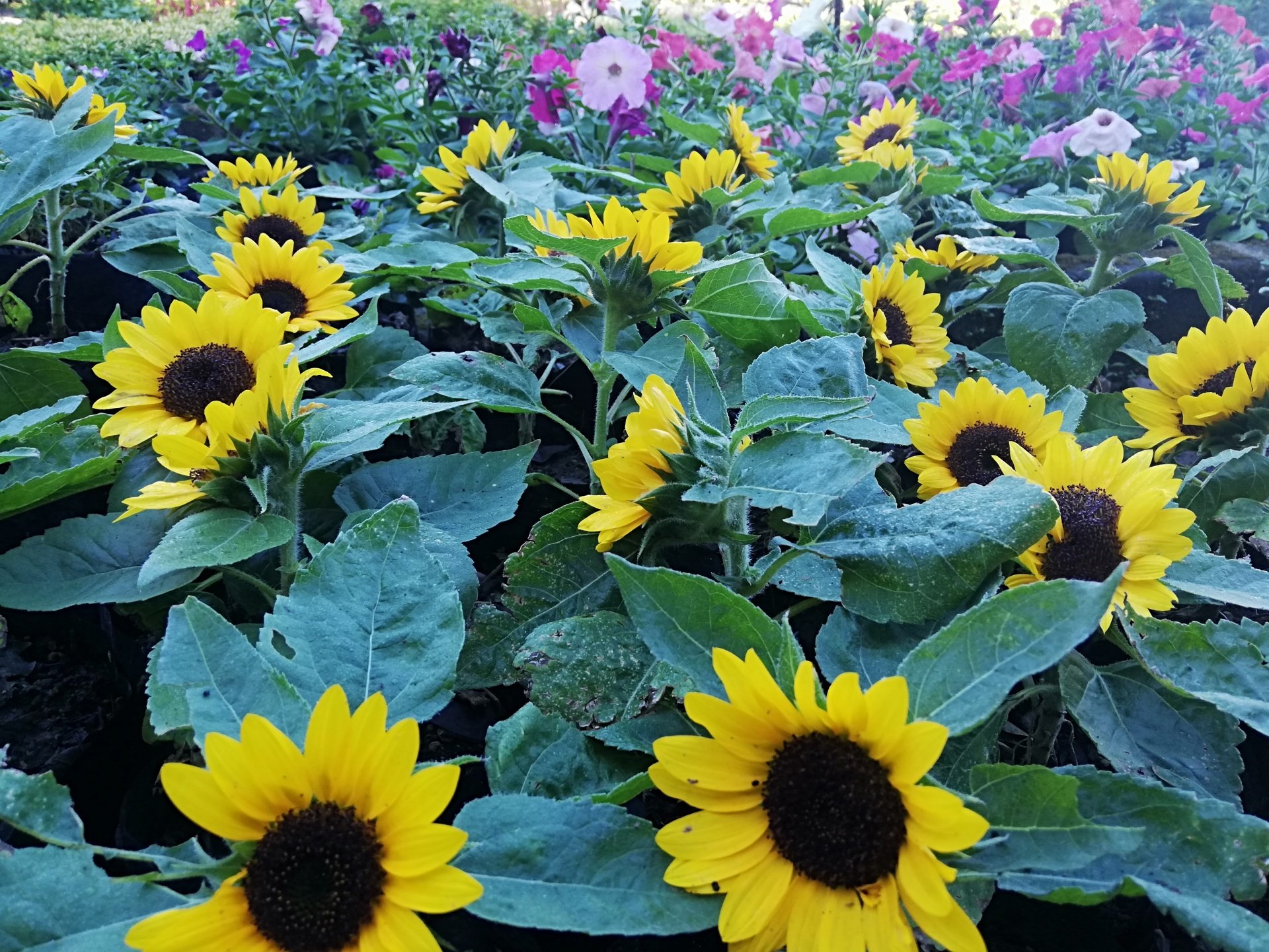 INICIO - JARDÍN BOTÁNICO - LA LAGUNA