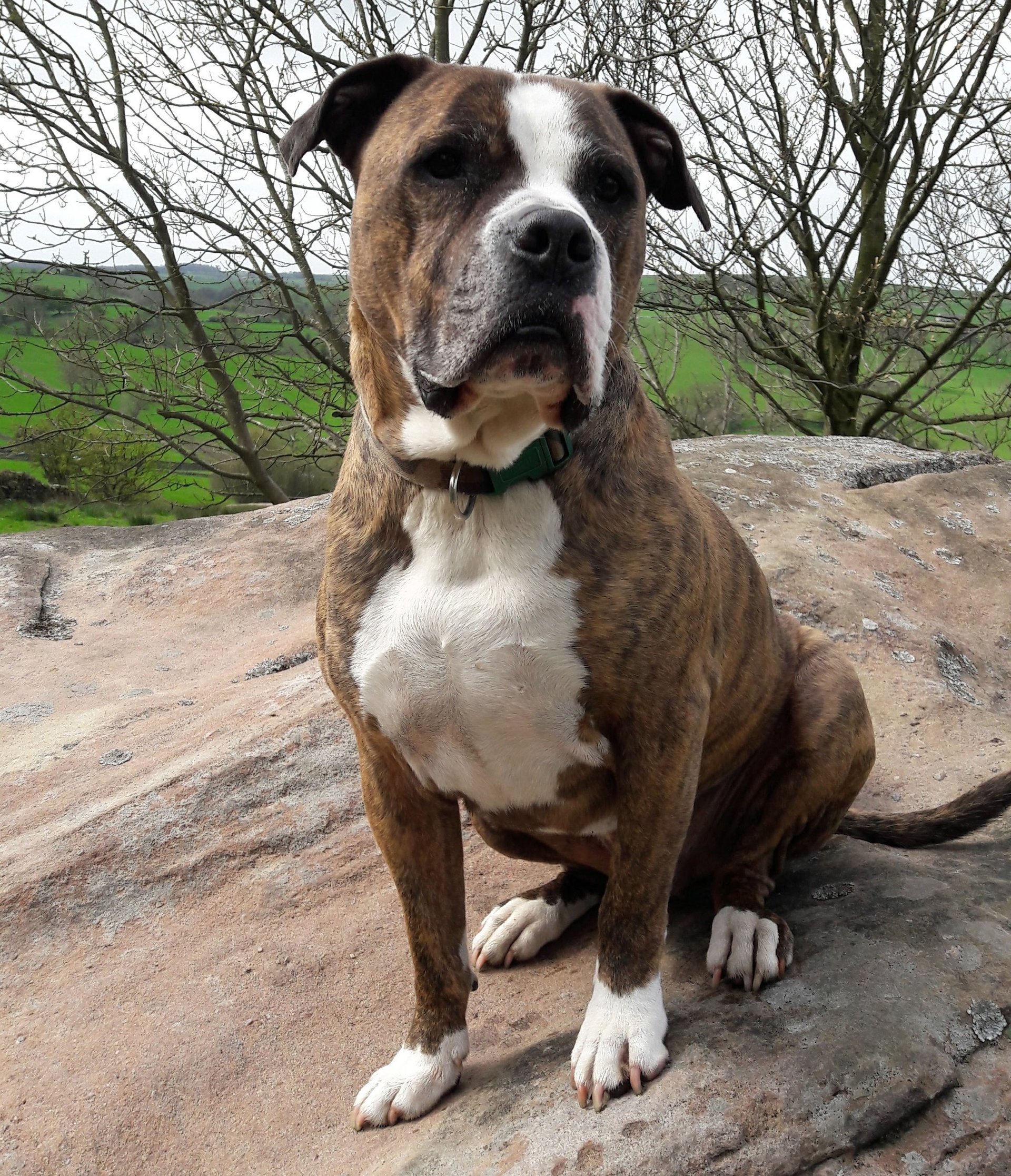 Dog Behaviourist and Psychologist