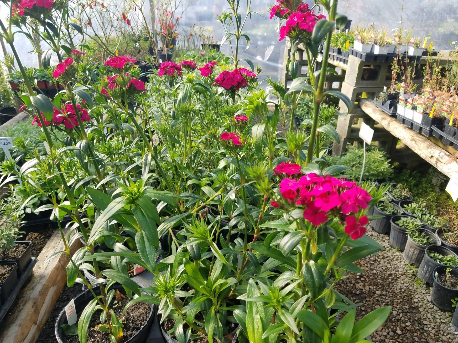 McIntire’s Garden Center Gallery TX