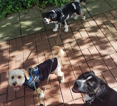 dog-walking-woofy-walks-professional-dog-walker