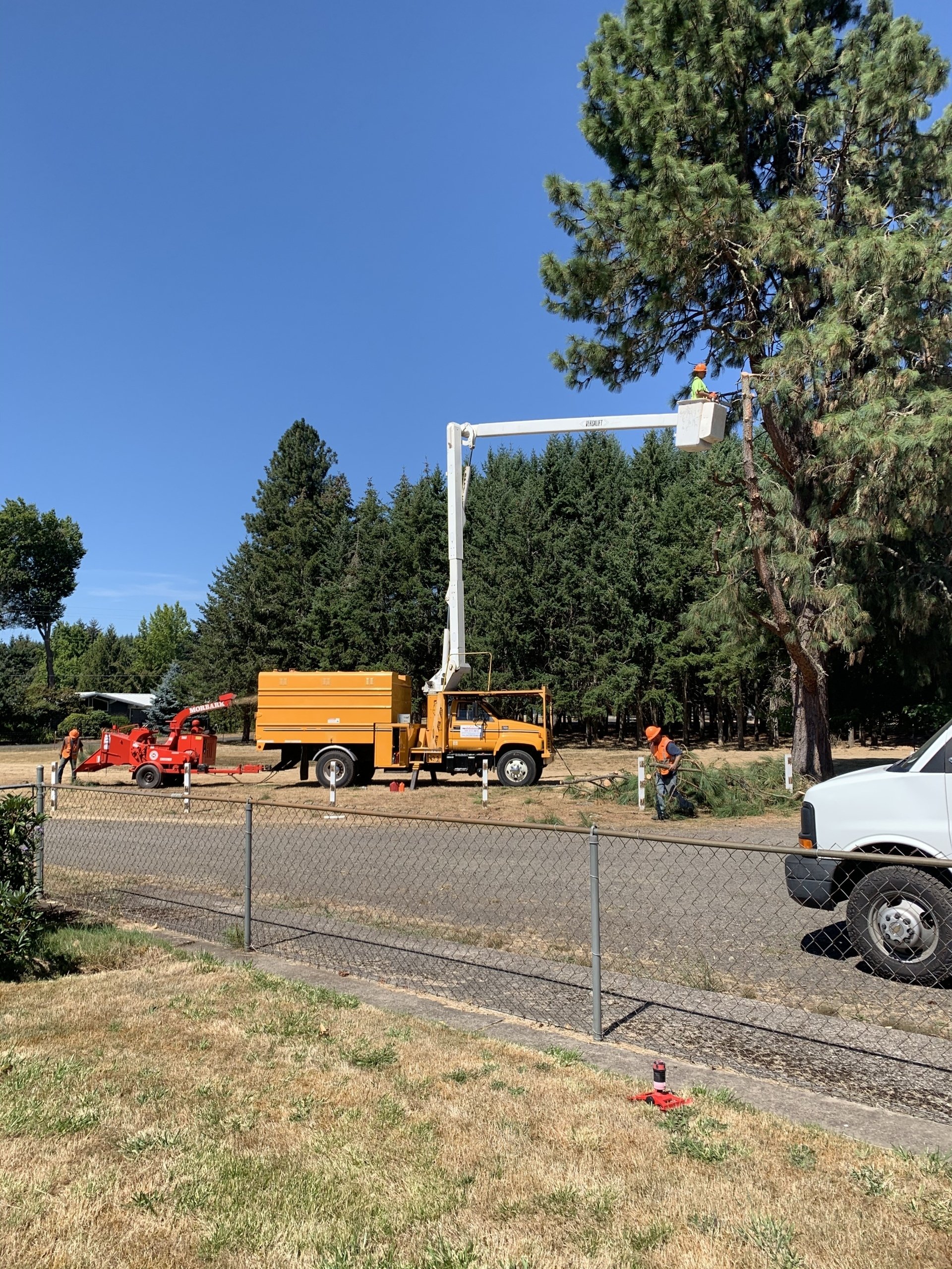 Tree Service Eugene, OR 5415154916