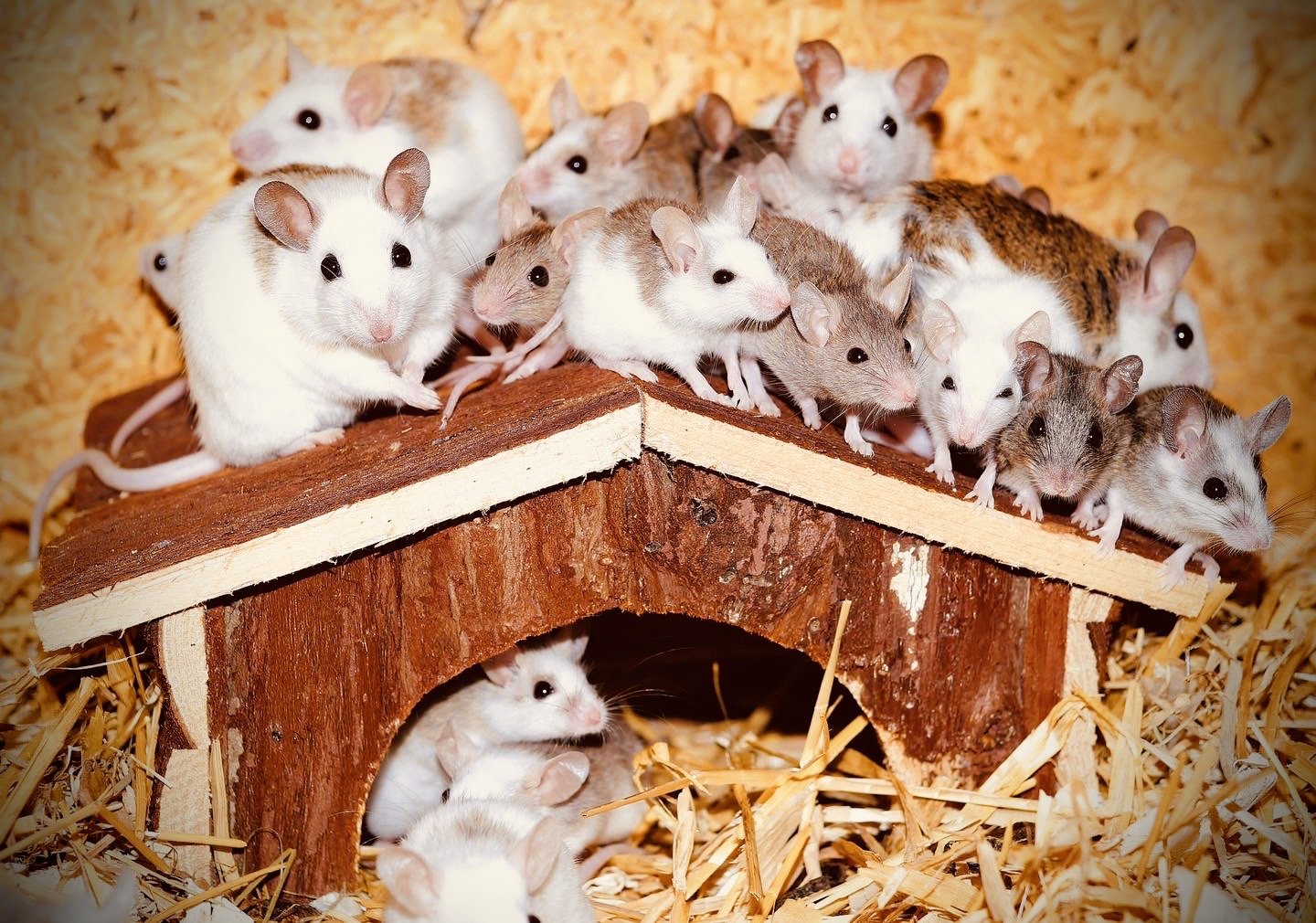 Keeping your home free from mice