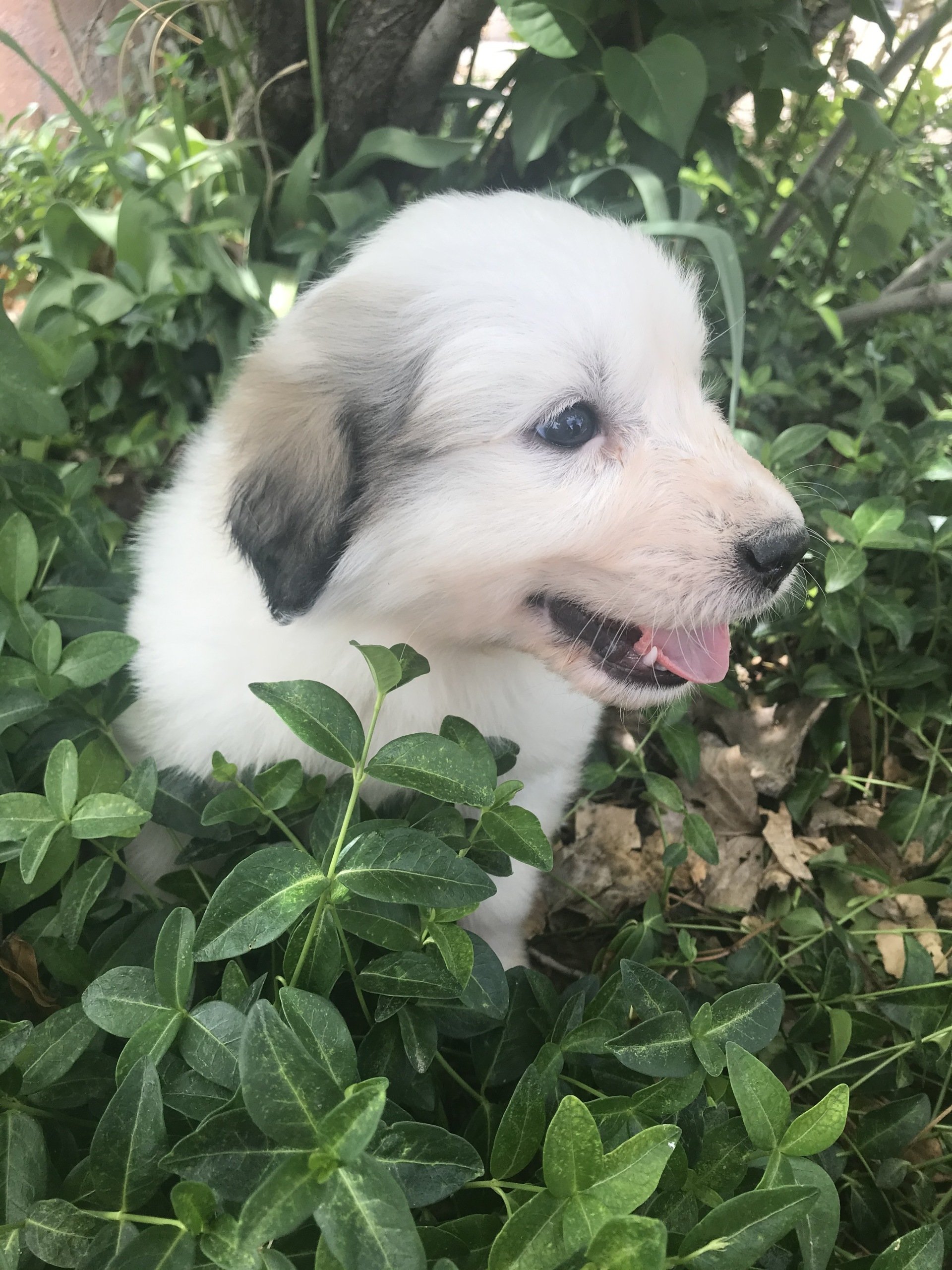 Savoca Vision Farms | Great Pyrenees Puppies