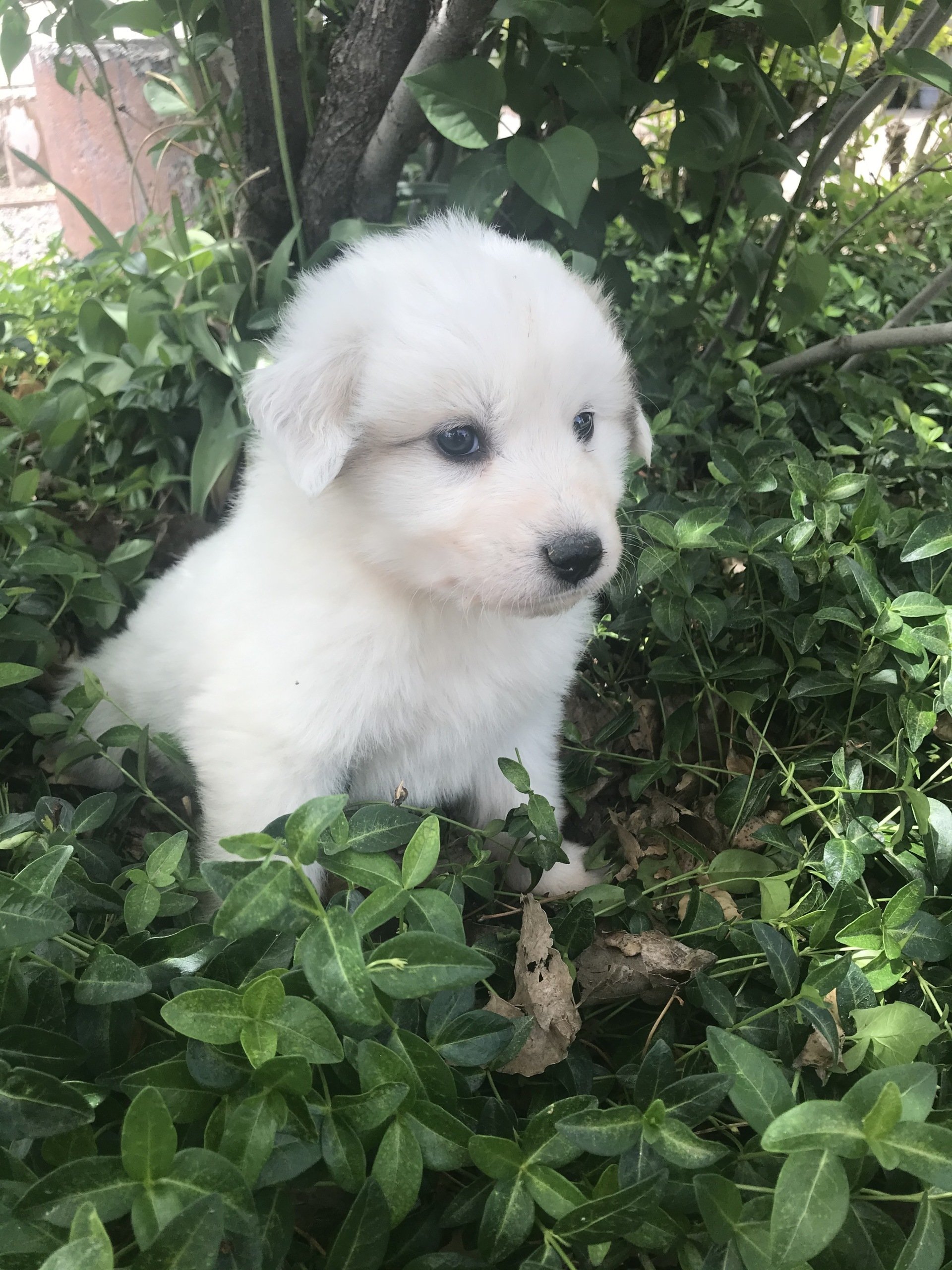 Savoca Vision Farms | Great Pyrenees Puppies