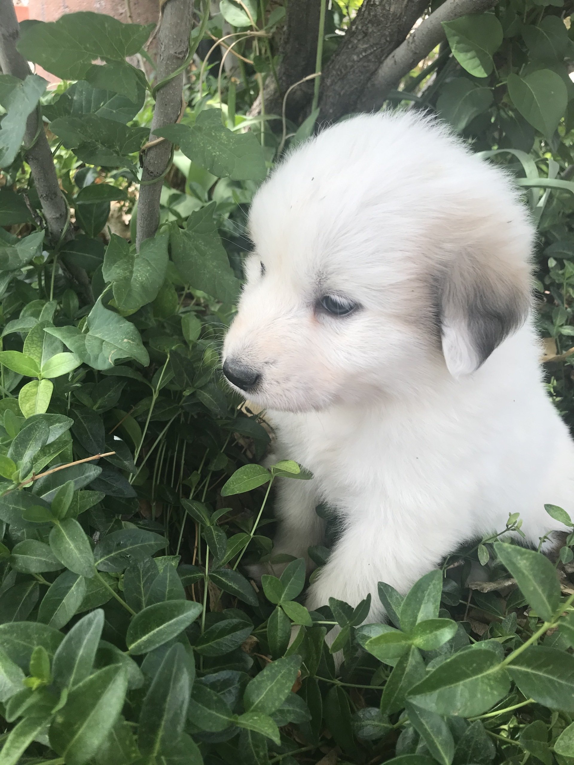 Savoca Vision Farms | Great Pyrenees Puppies