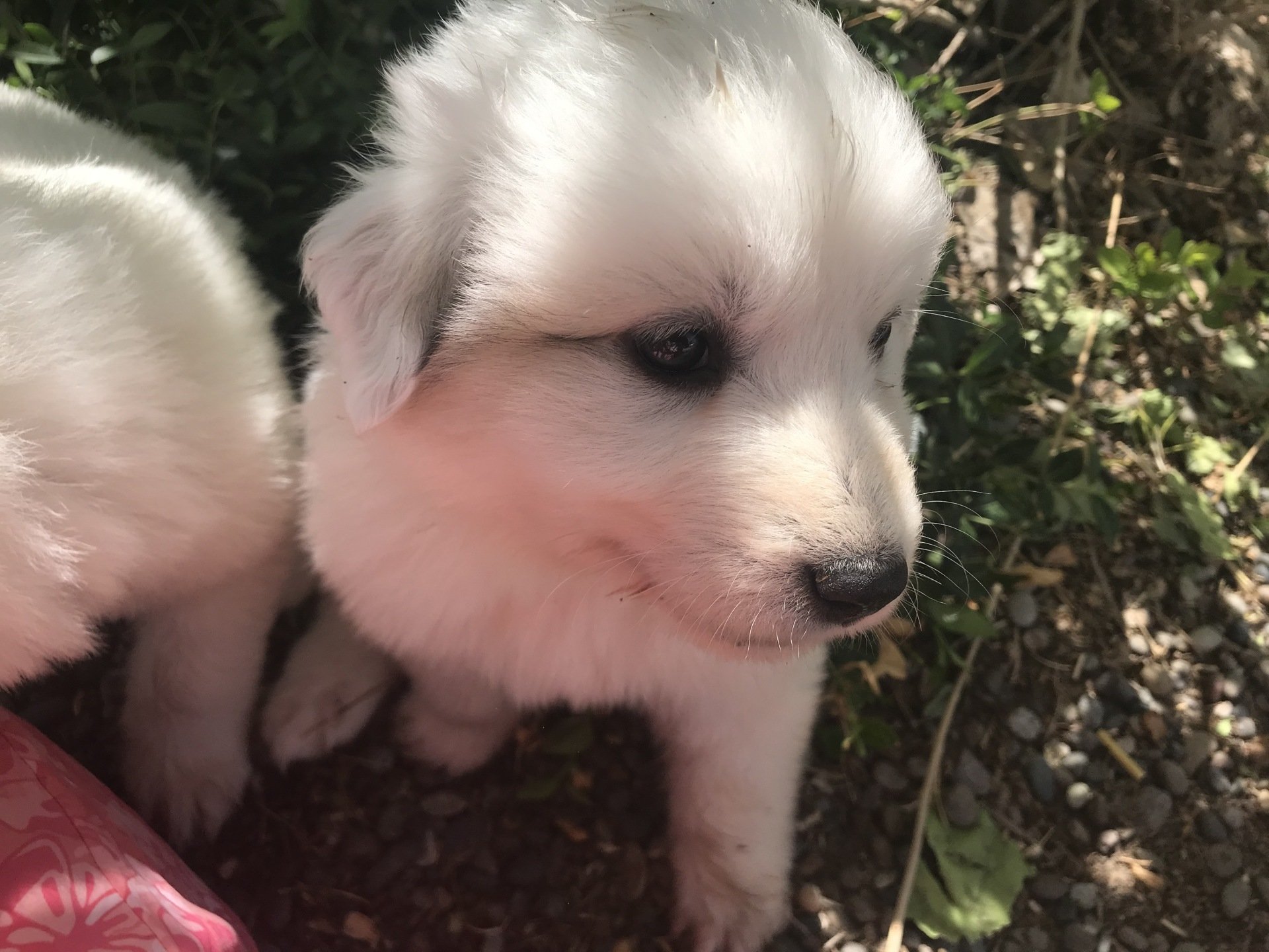 Savoca Vision Farms | Great Pyrenees Puppies
